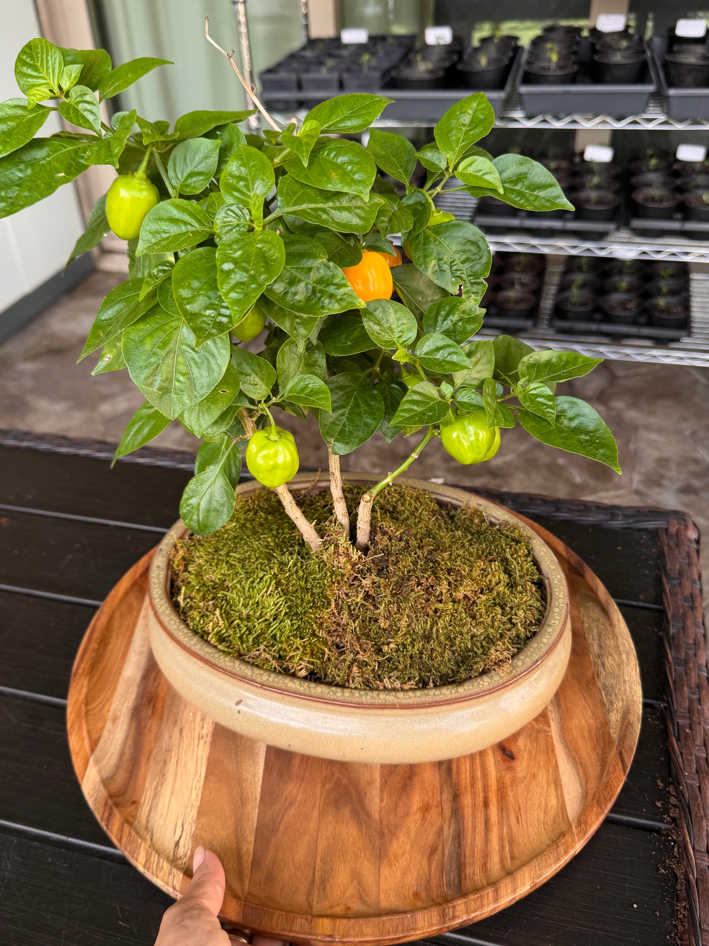 Bonsai Jobito