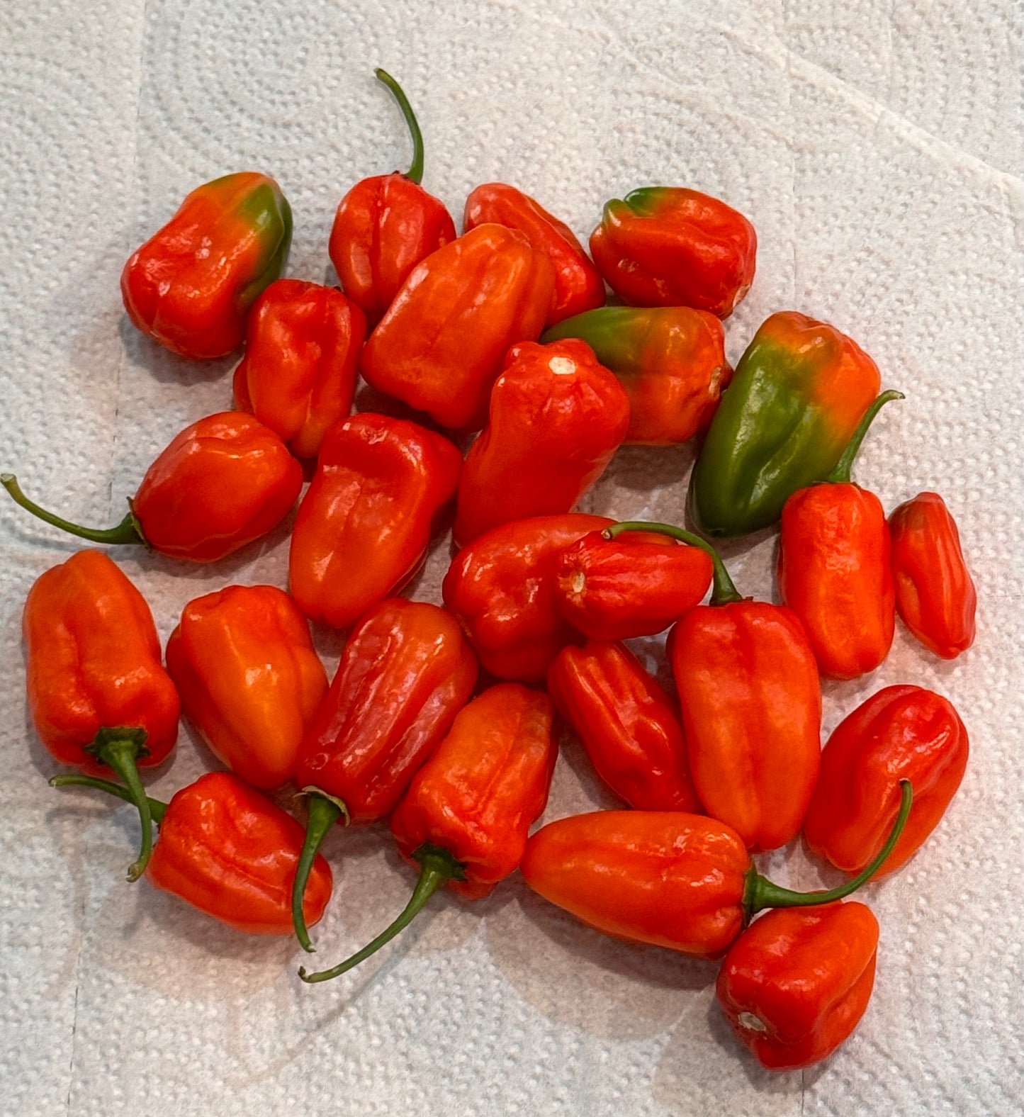 Aji dulce