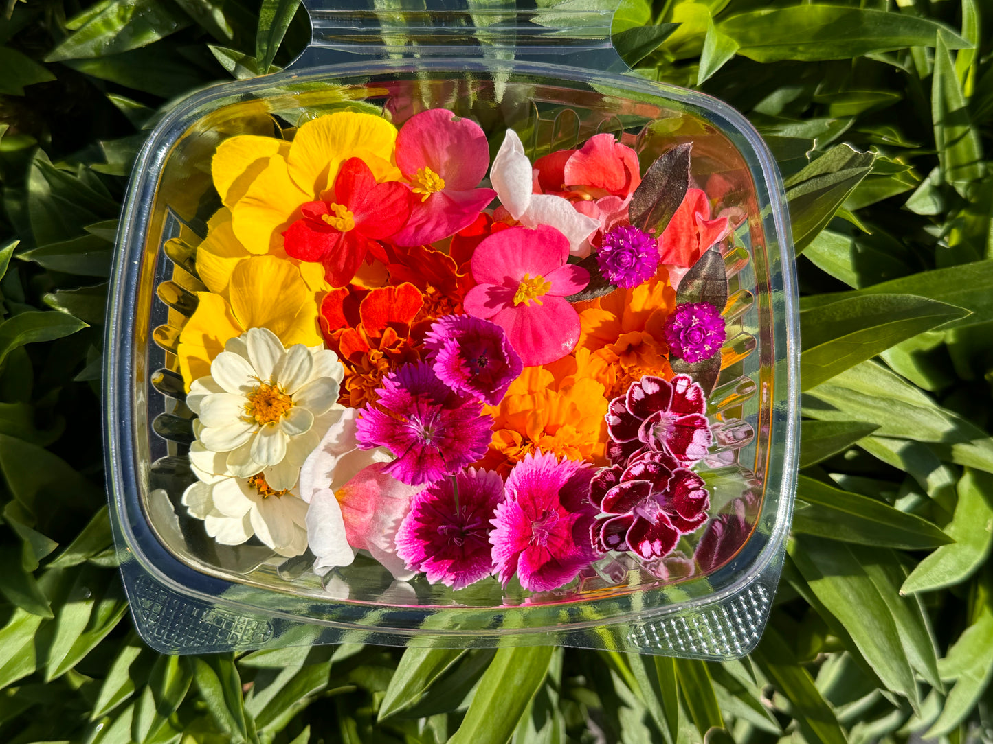 Edible Flowers