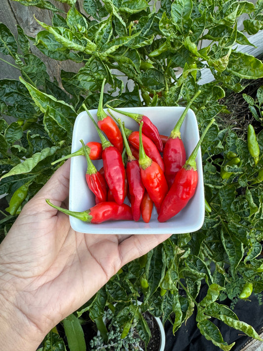 Planta de Ají Picante Chirel