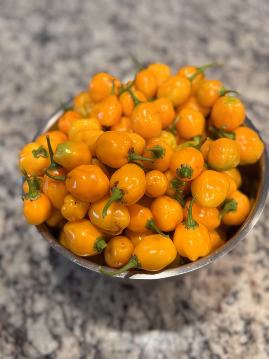 Planta de Ají Dulce. Jobito