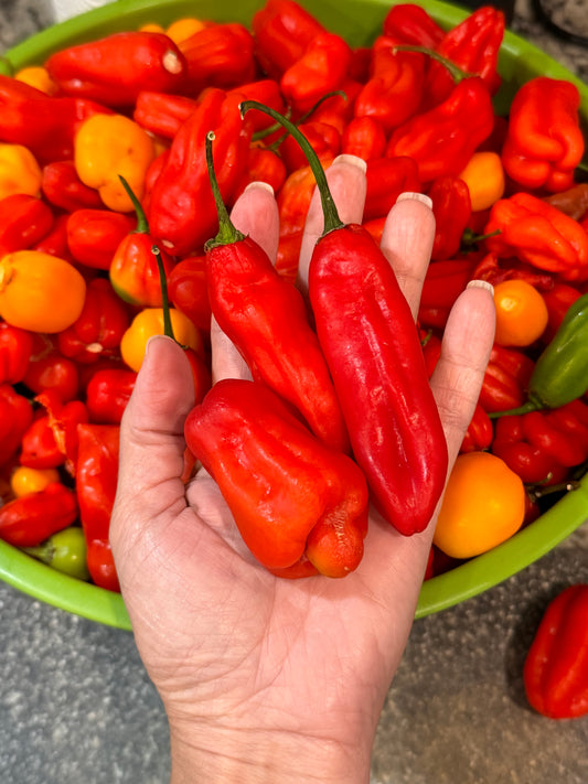 Planta de Ají. Misterioso